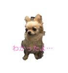 チワワ-使えるスタンプ（個別スタンプ：12）