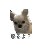 チワワ-使えるスタンプ（個別スタンプ：17）