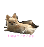 チワワ-使えるスタンプ（個別スタンプ：20）