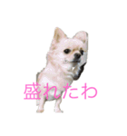 チワワ-使えるスタンプ（個別スタンプ：23）