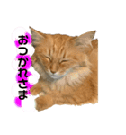 チャッピーと生活II（個別スタンプ：1）