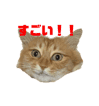 チャッピーと生活II（個別スタンプ：4）