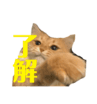チャッピーと生活II（個別スタンプ：7）