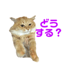 チャッピーと生活II（個別スタンプ：12）