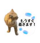 チャッピーと生活II（個別スタンプ：14）