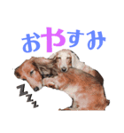 みーさんのスタンプ。わんわんふぁみりぃ♡（個別スタンプ：2）