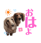 みーさんのスタンプ。わんわんふぁみりぃ♡（個別スタンプ：6）