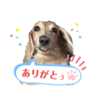 みーさんのスタンプ。わんわんふぁみりぃ♡（個別スタンプ：7）