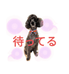 ベルちゃんのにちじょう3（個別スタンプ：2）