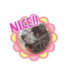 ベルちゃんのにちじょう3（個別スタンプ：6）