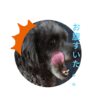 ベルちゃんのにちじょう3（個別スタンプ：8）