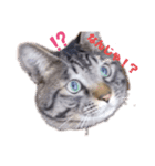 メタボ猫ですけどシリーズ2（個別スタンプ：1）