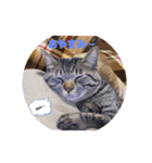 メタボ猫ですけどシリーズ2（個別スタンプ：2）