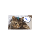 メタボ猫ですけどシリーズ2（個別スタンプ：4）