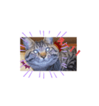 メタボ猫ですけどシリーズ2（個別スタンプ：5）