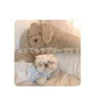 もこもこなかわいこちゃんたち（個別スタンプ：11）