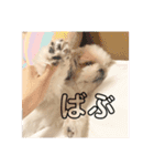 もこもこなかわいこちゃんたち（個別スタンプ：15）