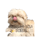 もこもこなかわいこちゃんたち（個別スタンプ：16）
