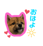 豆柴 華ちゃん（個別スタンプ：1）