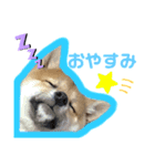 豆柴 華ちゃん（個別スタンプ：2）