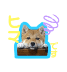 豆柴 華ちゃん（個別スタンプ：3）