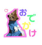 豆柴 華ちゃん（個別スタンプ：6）