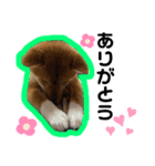 豆柴 華ちゃん（個別スタンプ：7）