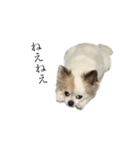 チワワこたろう①（個別スタンプ：4）
