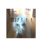 チワワこたろう①（個別スタンプ：15）