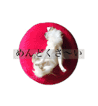 チワワこたろう①（個別スタンプ：24）