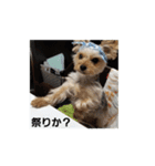 ヨーキー、ムートの①（個別スタンプ：3）