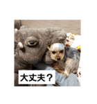 ヨーキー、ムートの①（個別スタンプ：4）
