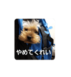 ヨーキー、ムートの①（個別スタンプ：5）