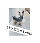 ヨーキー、ムートの①（個別スタンプ：6）