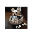 ヨーキー、ムートの①（個別スタンプ：7）
