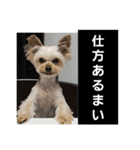 ヨーキー、ムートの①（個別スタンプ：10）