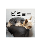 ヨーキー、ムートの①（個別スタンプ：11）