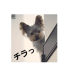 ヨーキー、ムートの①（個別スタンプ：14）