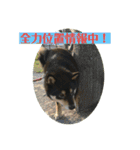 黒柴『銀河くん』日常スタンプ2（個別スタンプ：5）