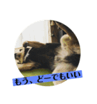 黒柴『銀河くん』日常スタンプ2（個別スタンプ：7）