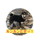 黒柴『銀河くん』日常スタンプ2（個別スタンプ：8）