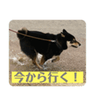 黒柴『銀河くん』日常スタンプ2（個別スタンプ：11）