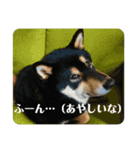 黒柴『銀河くん』日常スタンプ2（個別スタンプ：15）