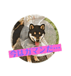 黒柴『銀河くん』日常スタンプ2（個別スタンプ：17）