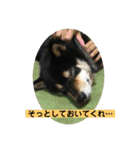 黒柴『銀河くん』日常スタンプ2（個別スタンプ：18）