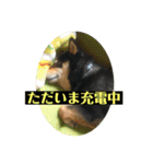 黒柴『銀河くん』日常スタンプ2（個別スタンプ：22）