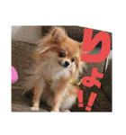 ポメ×チワ ミニ太♪（個別スタンプ：1）