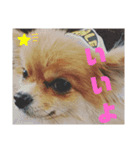 ポメ×チワ ミニ太♪（個別スタンプ：2）