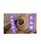 ポメ×チワ ミニ太♪（個別スタンプ：3）