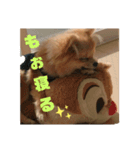 ポメ×チワ ミニ太♪（個別スタンプ：4）